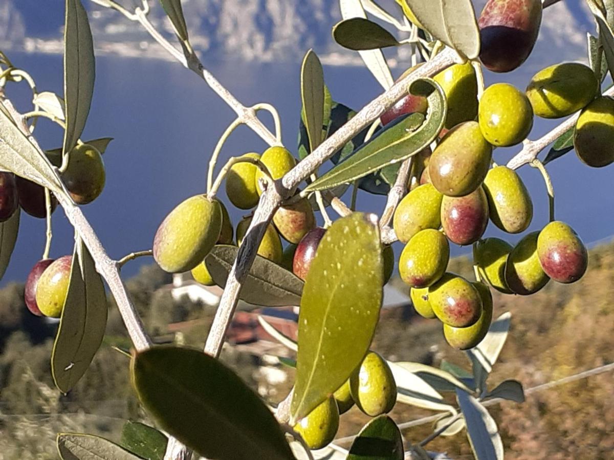 Appartamento Leccino Malcesine Exteriör bild